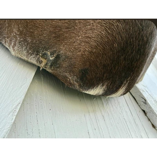 Brown Huge African Gemsbok Oryx Antelope Shoulder Mount Taxidermy South Africa For Sale - Image 8 of 17