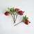 One of the more vibrant and aesthetically beautiful fruits, the pomegranate is a favorite among painters and sculptors...