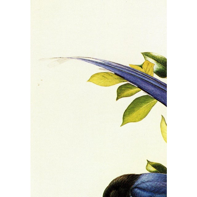 1995 Birds of China "Taiwan Magpie" Salesman Portfolio Sample Print by J F Lansdowne For Sale - Image 4 of 7