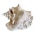 Large Vintage Conch Shell For Sale