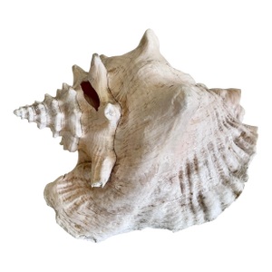 Large Vintage Conch Shell