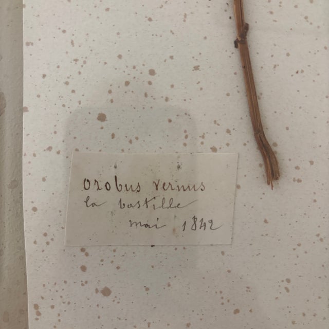 A stunning late 19th Century French collection of antique pressed flowers and herbs, each preserved and labeled with...