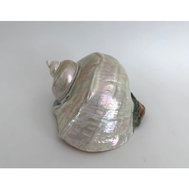 Rare Mother-of-Pearl Turbo Marmoratus Shell For Sale In Los Angeles - Image 6 of 10