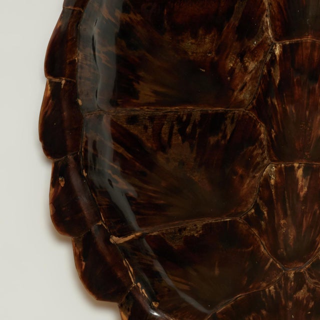 Antique Organic Turtle Shell For Sale In West Palm - Image 6 of 10