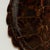 Antique Organic Turtle Shell For Sale In West Palm - Image 6 of 10