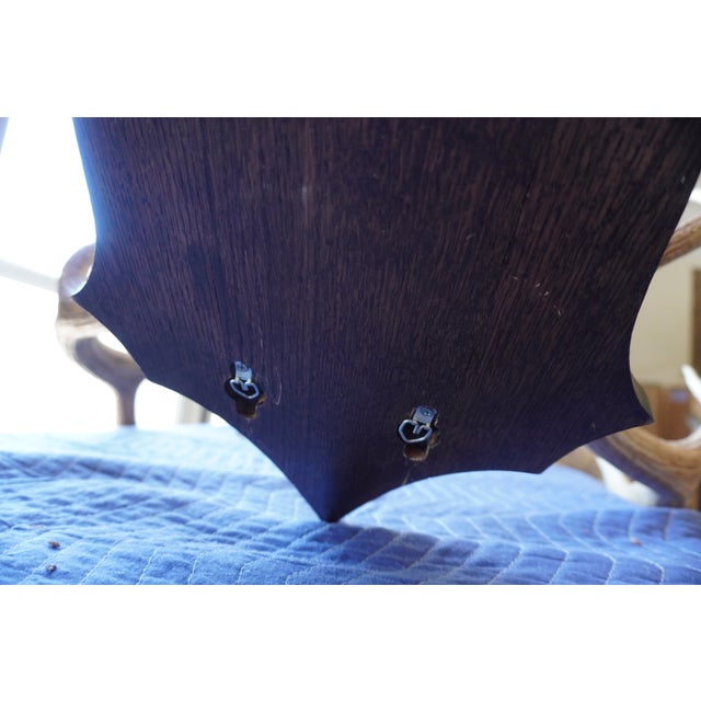 Elk Antler Mounted on Wooden Plaque For Sale - Image 16 of 16
