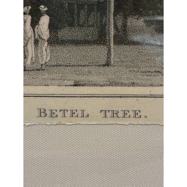 Natural Curiosities “Betel Tree” Botanical Landscape Print For Sale - Image 4 of 6