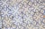 Blue 19th-20th Century Portuguese Antique Tiles Set of 59 Blue & White Quatrefoil Pattern For Sale - Image 8 of 18