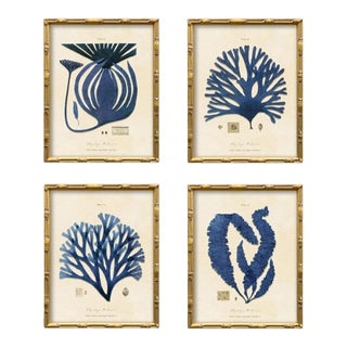 Set of 4 Vintage Blue Seaweed Art Print Reproductions (Set of All 4) Framed For Sale
