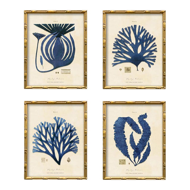 Set of 4 Vintage Blue Seaweed Art Print Reproductions (Set of All 4) Framed For Sale