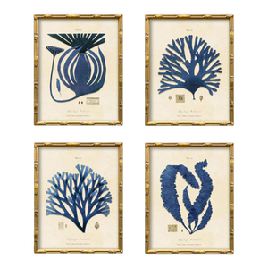Set of 4 Vintage Blue Seaweed Art Print Reproductions (Set of All 4) Framed