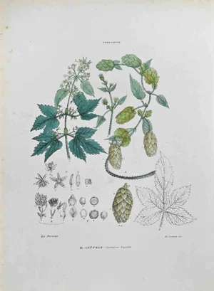 Vincenzo Tenore, The Hops, Lithograph, 1870s
