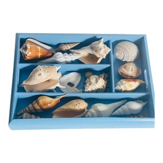 Vintage Sea Shell Collection Coastal Marine Specimens in Blue Box For Sale