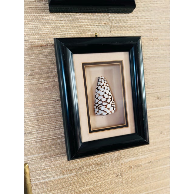 Late 20th Century Pair of Vintage Framed Sea Shells For Sale - Image 5 of 8