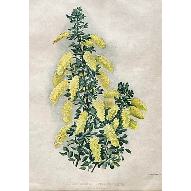 Vintage Framed Botanical Floral Illustrations - Set of 3 For Sale - Image 10 of 12