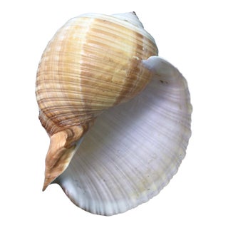 Natural History Collectors Large Bahamian Sea Shell Specimens For Sale