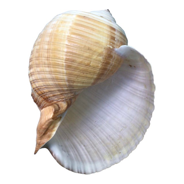 Natural History Collectors Large Bahamian Sea Shell Specimens For Sale