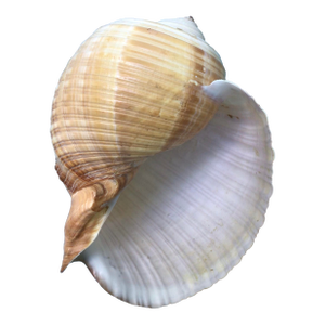 Natural History Collectors Large Bahamian Sea Shell Specimens