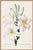 Vintage botanical artwork reproduced from Choix des plus belles fleurs by Pierre-Joseph Redouté and refined for modern...