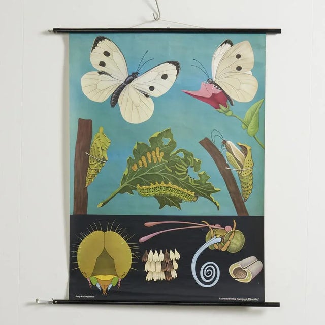 1970s Educational Butterfly Wall Chart by Jung, Koch, & Quentell for Hagemann, 1950s For Sale - Image 5 of 5