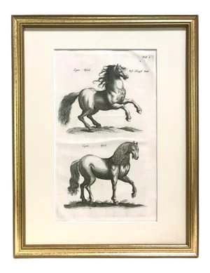 Original Antique Engraving Horses Merian & Jonston Amsterdam 1660 Equestrian Print.