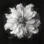 A striking black-and-white botanical print featuring Nigella Damascena Flower, meticulously restored and remastered from...