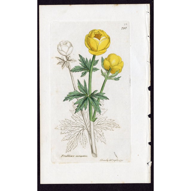 Offered here is an original antique botanical print from the celebrated English Botany series, featuring the distinctive...