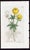 Offered here is an original antique botanical print from the celebrated English Botany series, featuring the distinctive...