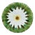 French Majolica Daisy Plate Orchies, Circa 1890 For Sale