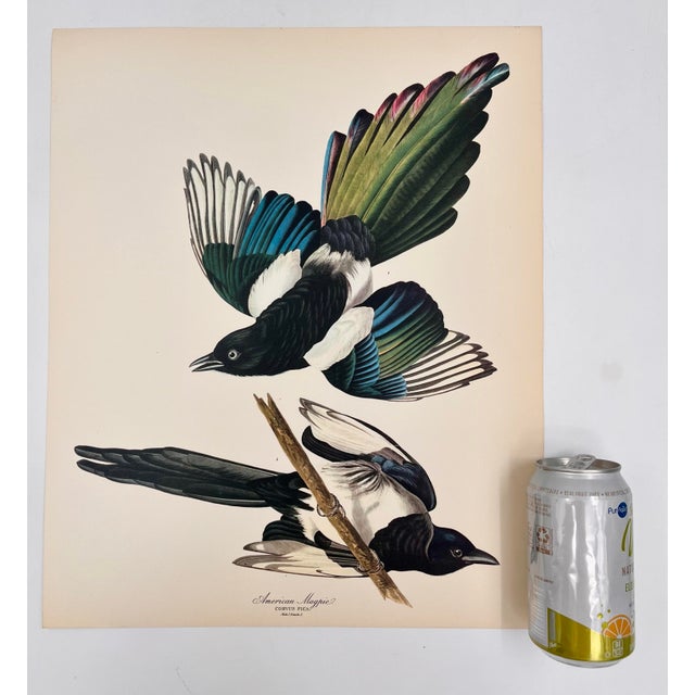 Audubon Bird Print – “American Magpie”, 1964 Abrams Folio – Vintage Ornithology Art 1964 print from "The Audubon Folio:...