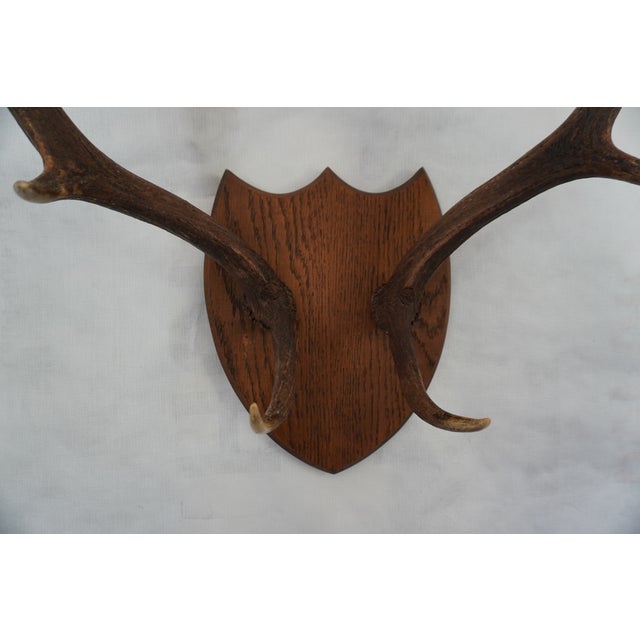 j.h. Armer Mounted English Antlers For Sale - Image 10 of 11