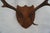 j.h. Armer Mounted English Antlers For Sale - Image 10 of 11
