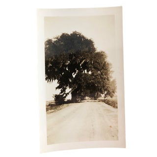 1930s Vintage Low Country with Live Oak and Spanish Moss Photograph For Sale