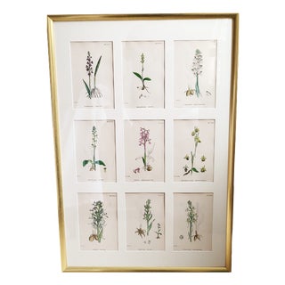 Orchids, 19th Century, Hand Coloured Print Montage For Sale
