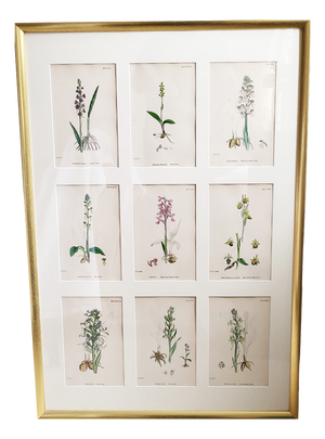 Orchids, 19th Century, Hand Coloured Print Montage
