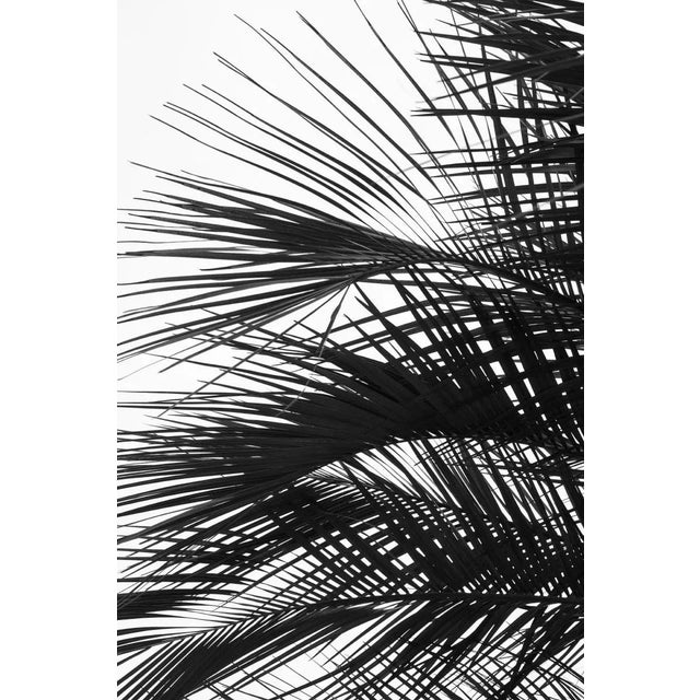 Contemporary Minimalist Palm Tree Art Print, Large Tropical Coastal Wall Art, Black and White 30 X 45" Photography Print, 'Palm Fronds' For Sale