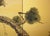 "Old Pine Tree", Pre-1964 Showa Era Japanese Painted Silk Byobu Screen For Sale - Image 10 of 17