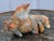 Vintage (1920's) Koi Fish Sculpture/Figurine is Chinese. Made of Soapstone. Carved. Orange, Yellow, and Gray Colors. The...