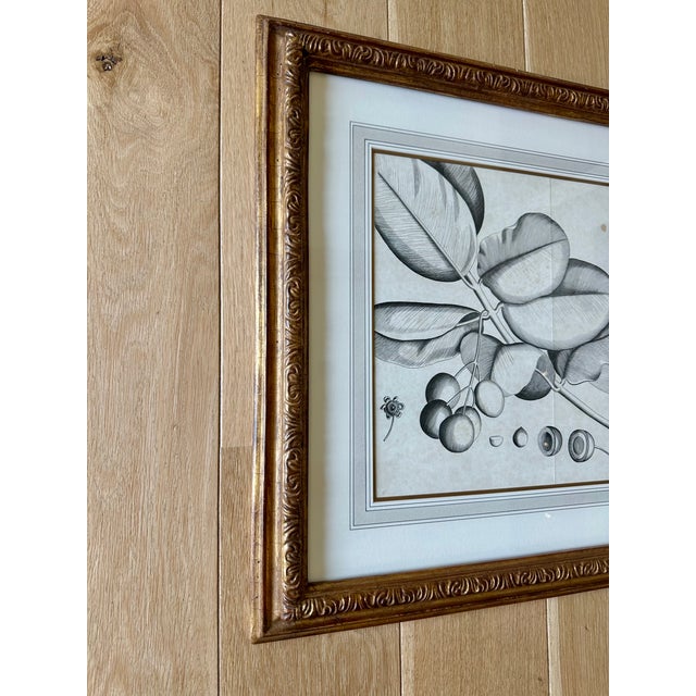 Transitional Dennis & Leen Botanical Print With Gilded Frame – DL-Art 38 For Sale - Image 3 of 9