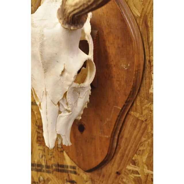 Vintage Taxidermy Red Deer Axis Elk Skull & Antler Mount on Wall Plaque ...