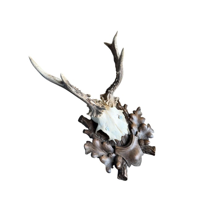 Roe deer trophy mounted on wood plaque with acorns and oak leaves Tips of oak leaves missing