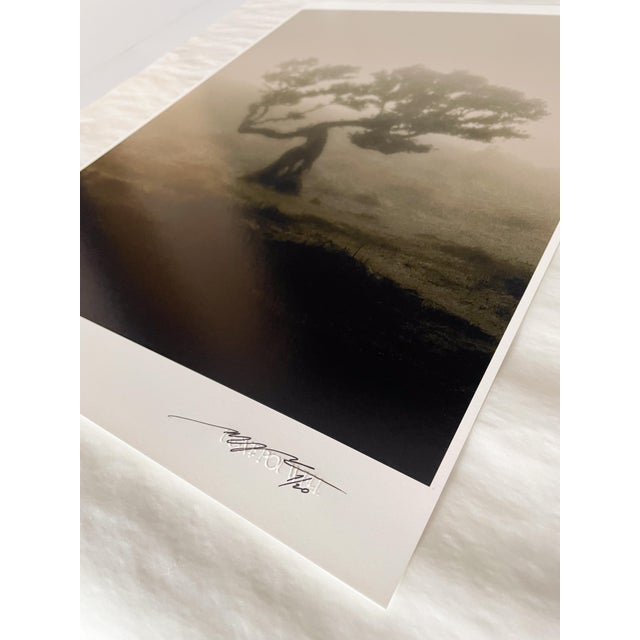 Contemporary Ugne Pouwell, Laurisilva of Madeira, 2026, Black and White Nature Photography For Sale - Image 3 of 5