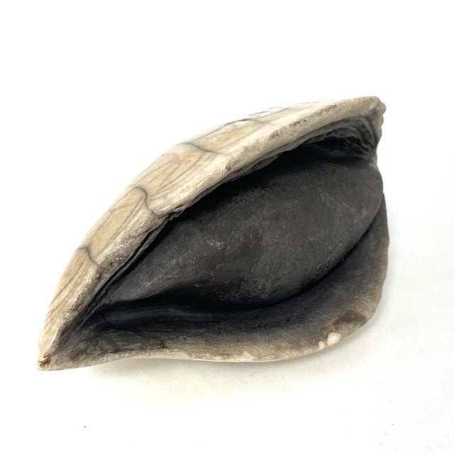 Vintage French Ceramic Clam sculpture. Really beautifully crafted, possibly Vallauris. Matte ceramic clam with crackle...