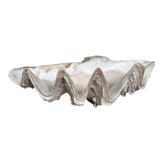 Vintage Natural Giant Clam Shell – 11.5” Scalloped Coastal Specimen Bowl For Sale