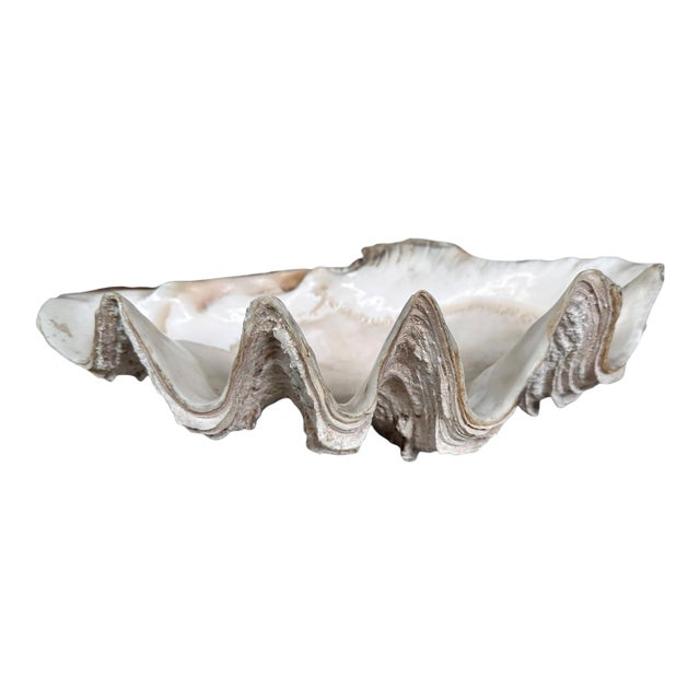 Vintage Natural Giant Clam Shell – 11.5” Scalloped Coastal Specimen Bowl For Sale