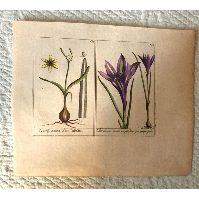 Authentic Charming Set of Seven 19th Century Hand Colored Botanical Flower Prints on Paper For Sale - Image 4 of 9
