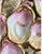 Set of 4 — Antique Carl Tielsch Ct Germany Oyster Plates — Hand-Painted, 5-Well Sculptural Mold, Martha's Vineyard Estate, c.1850 For Sale - Image 4 of 12