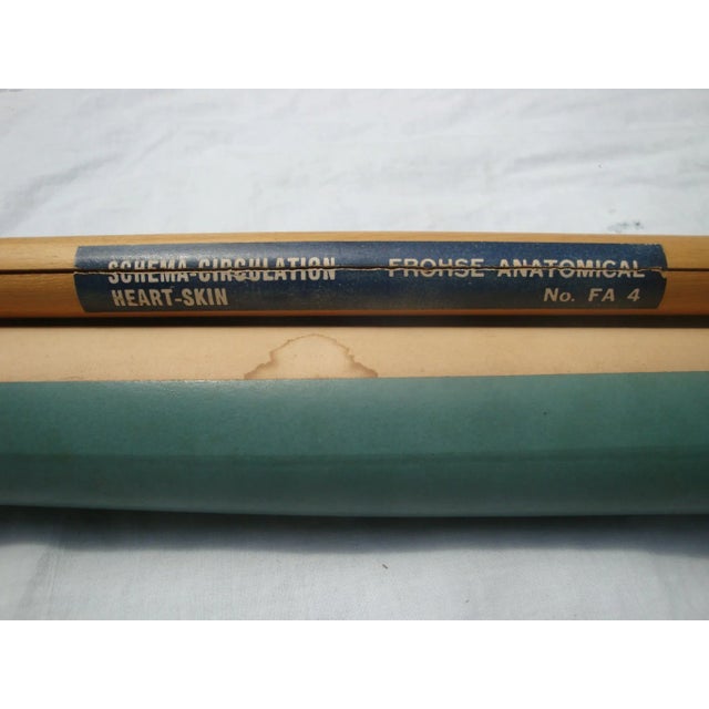 Medical School Pull Down Chart Heart & Skin Scientific Poster Illustration For Sale In Richmond - Image 6 of 6