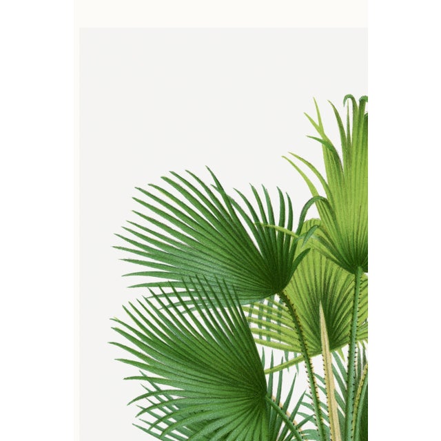 Paper Fan Palm Botanical Study, Vintage Art Print Reproduction, 12" X 18" For Sale - Image 7 of 10