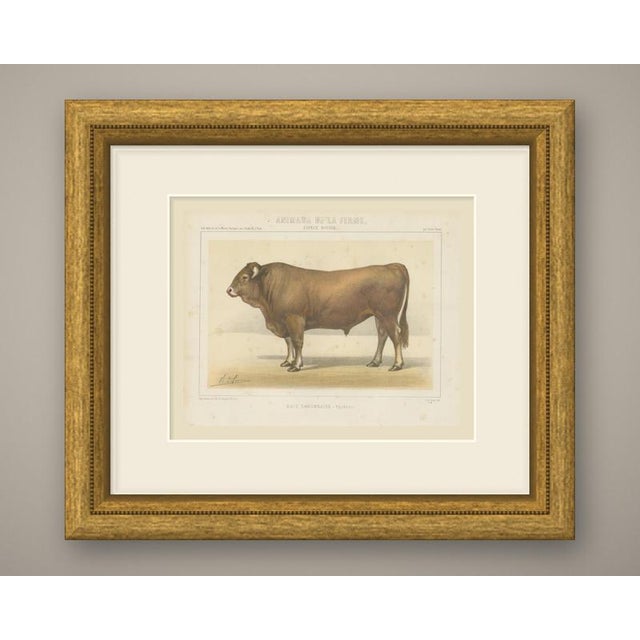 An original antique chromolithograph, printed in color, lettered "race garonnaise, taureau." and published in paris about...